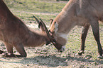 common eland