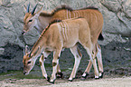 common eland