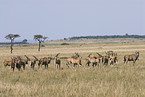 herd of common elands
