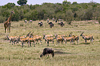 Elands