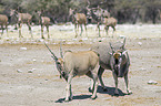 common elands