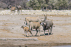 common elands