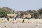 common elands