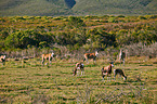 common eland and bontebok