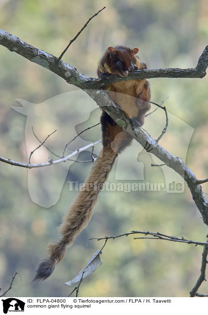 Taguan / common giant flying squirrel / FLPA-04800