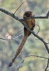 common giant flying squirrel