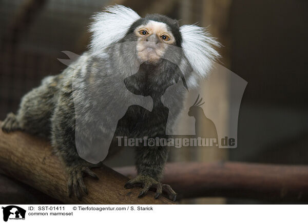 common marmoset / SST-01411