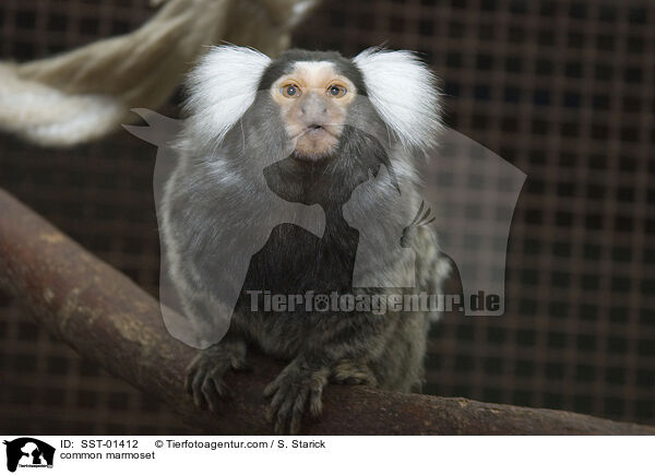 common marmoset / SST-01412