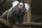 common marmoset