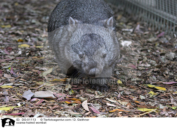coarse-haired wombat / DG-01113