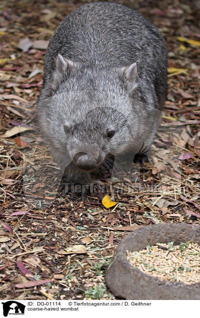 coarse-haired wombat / DG-01114
