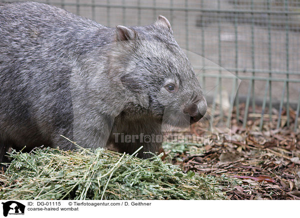 Nacktnasenwombat / coarse-haired wombat / DG-01115