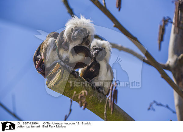 cottontop tamarin Bird Park Marlow / SST-12904