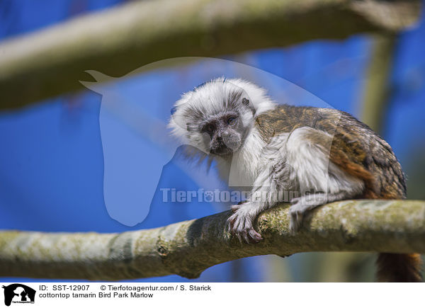 Lisztaffe Vogelpark Marlow / cottontop tamarin Bird Park Marlow / SST-12907