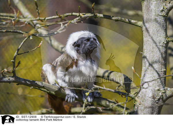 Lisztaffe Vogelpark Marlow / cottontop tamarin Bird Park Marlow / SST-12908