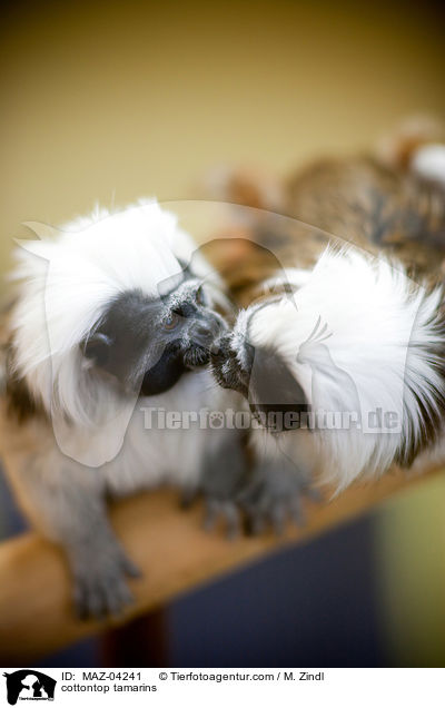 cottontop tamarins / MAZ-04241