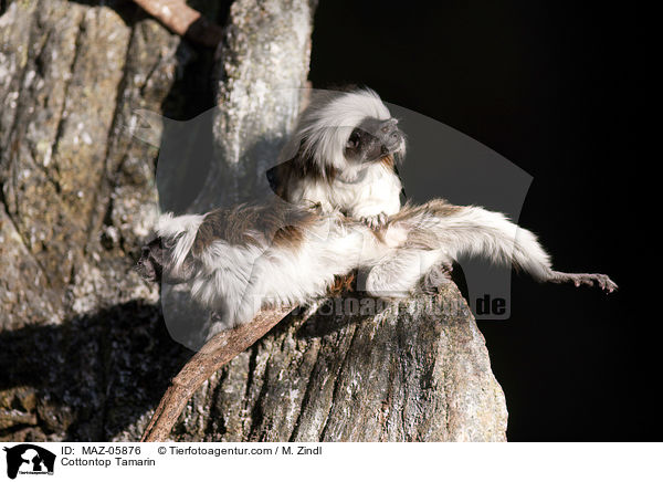 Cottontop Tamarin / MAZ-05876