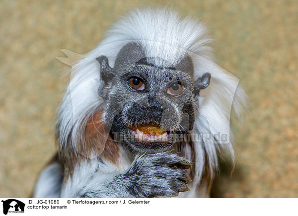 cottontop tamarin / JG-01080