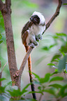 cottontop tamarin