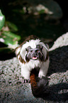 cottontop tamarin