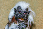 cottontop tamarin