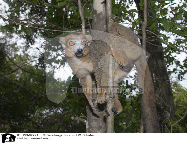 climbing crowned lemur / WS-02721