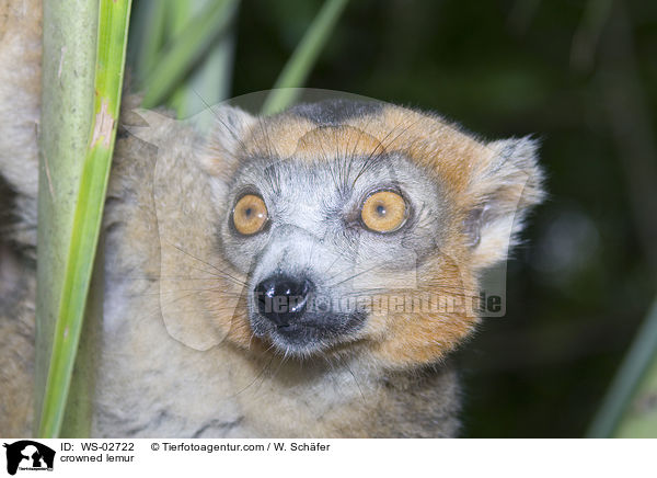 crowned lemur / WS-02722