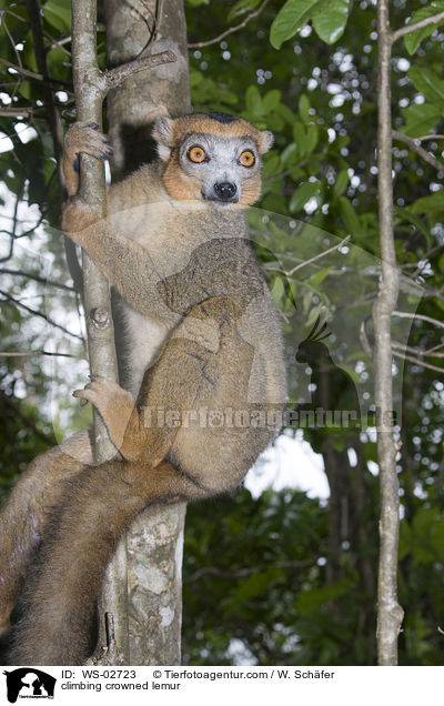 kletternder Kronenmaki / climbing crowned lemur / WS-02723