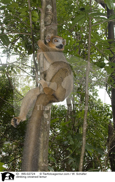 kletternder Kronenmaki / climbing crowned lemur / WS-02724