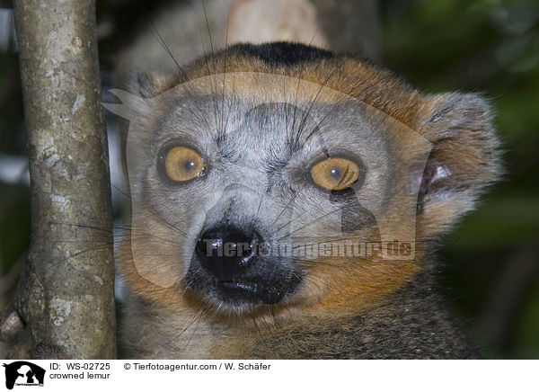 Kronenmaki / crowned lemur / WS-02725