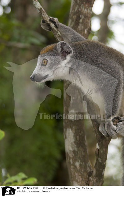 climbing crowned lemur / WS-02726