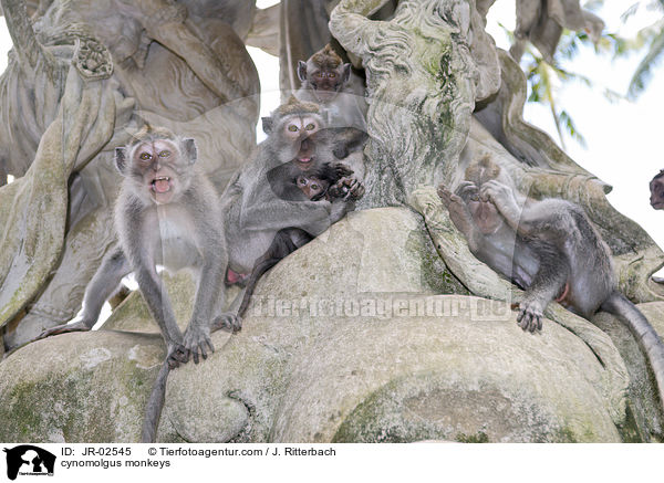 Javaneraffen / cynomolgus monkeys / JR-02545