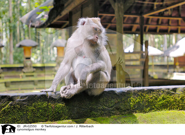 Javaneraffe / cynomolgus monkey / JR-02550