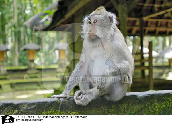 cynomolgus monkey / JR-02551