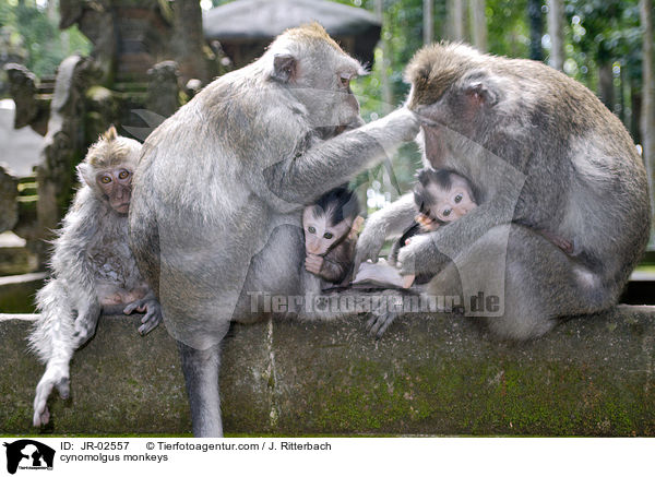 Javaneraffen / cynomolgus monkeys / JR-02557