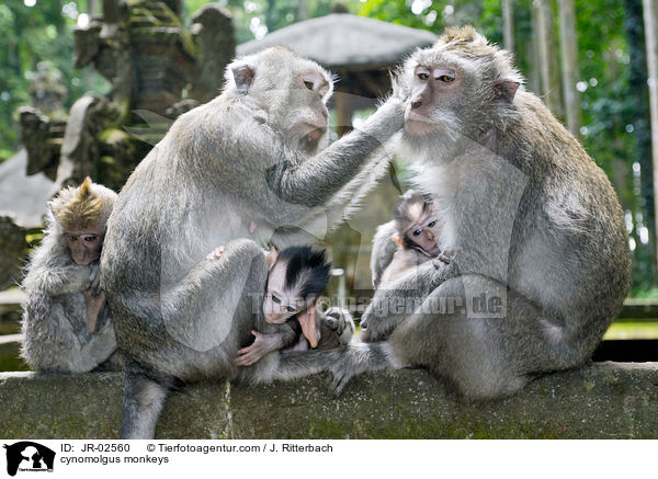 Javaneraffen / cynomolgus monkeys / JR-02560