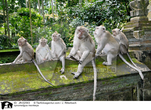 Javaneraffen / cynomolgus monkeys / JR-02563
