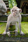 cynomolgus monkey