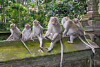 cynomolgus monkeys