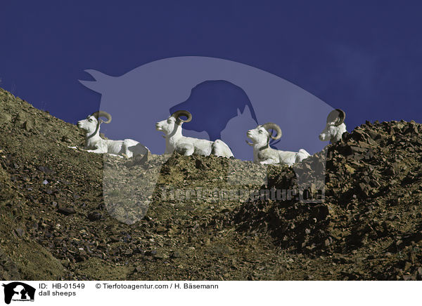 Dall-Schafe / dall sheeps / HB-01549