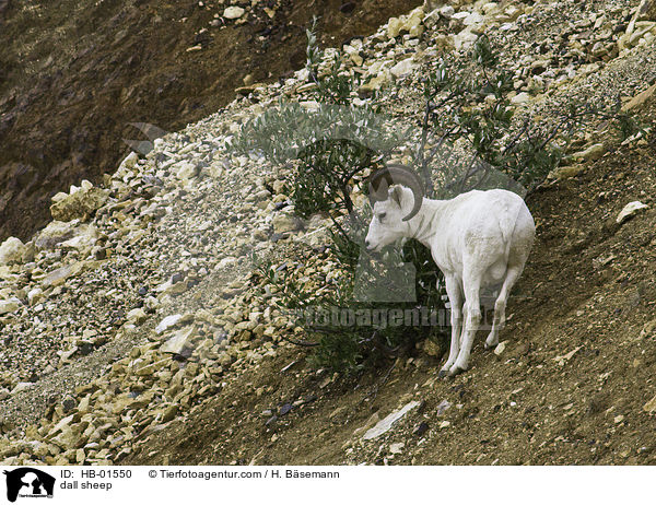 Dall-Schaf / dall sheep / HB-01550