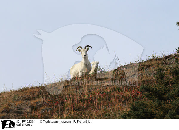 Dall-Schafe / dall sheeps / FF-02304