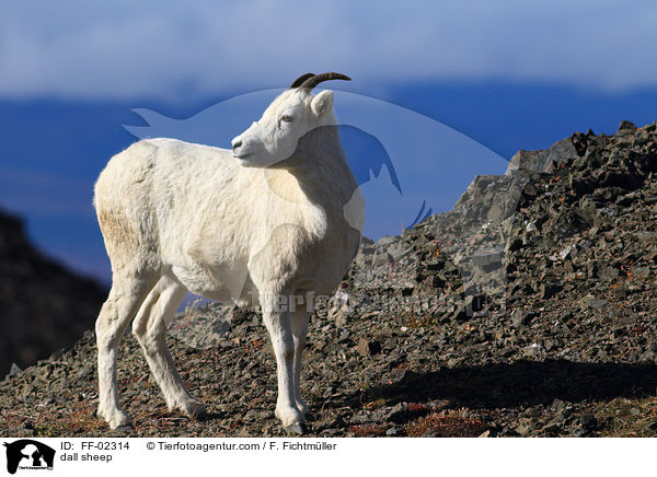 Dall-Schaf / dall sheep / FF-02314