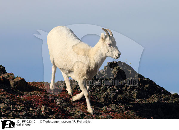 Dall-Schaf / dall sheep / FF-02315