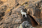 dall sheep