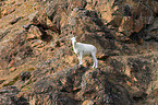 dall sheep