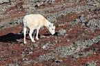 dall sheep