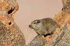 dassie rat