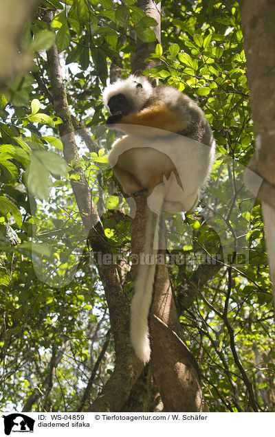 Diademsifaka / diademed sifaka / WS-04859