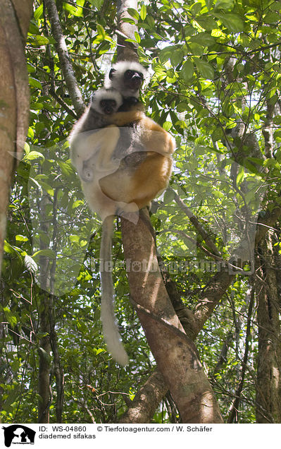 diademed sifakas / WS-04860